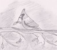 Christmas Cardinal